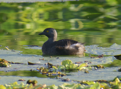 Tachybaptus dominicus