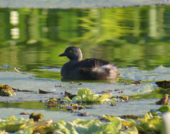 Tachybaptus dominicus