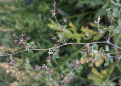 Thalictrum fendleri fendleri