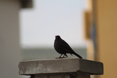 Turdus merula