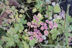 Thalictrum fendleri fendleri