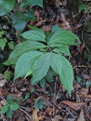 Elatostema subcoriaceum