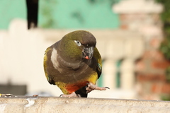 Cyanoliseus patagonus