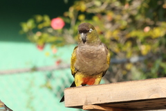 Cyanoliseus patagonus