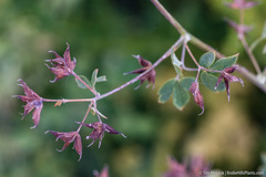 Thalictrum fendleri fendleri