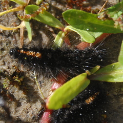 Paracles azollae