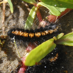 Paracles azollae