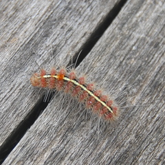 Paracles fusca