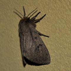 Paracles fusca