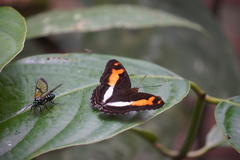 Adelpha jordani