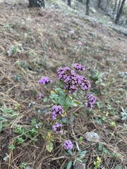 Stevia viscida