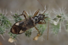 Pseudopamera