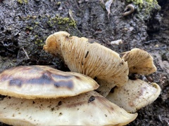 Omphalotus nidiformis