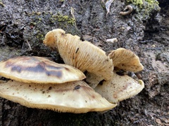 Omphalotus nidiformis