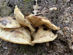 Omphalotus nidiformis