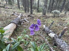 Penstemon gentianoides