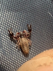 Pseudoscorpiones