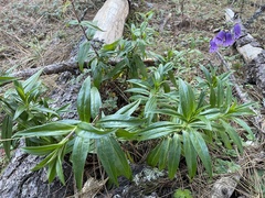 Penstemon gentianoides