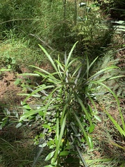 Pseudopanax crassifolius × lessonii