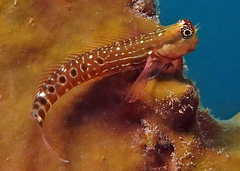 Ocular Blenny photo 2