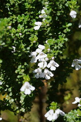Prostanthera cuneata