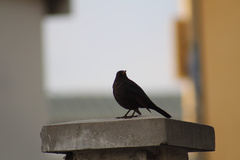 Turdus merula