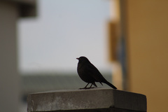 Turdus merula