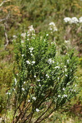 Prostanthera cuneata