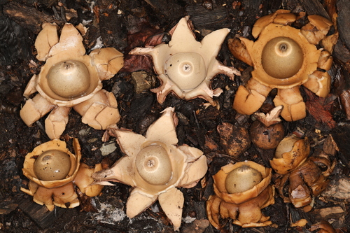 Geastrum indicum