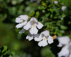 Prostanthera cuneata