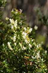 Orites lancifolius