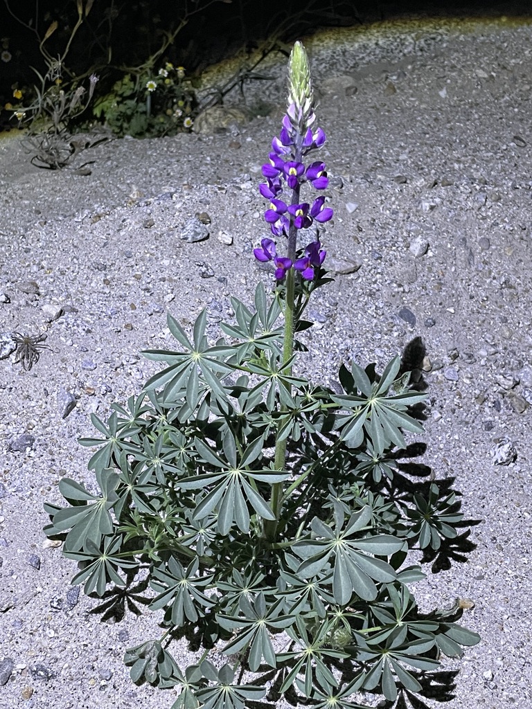 【Lupinus様♡ご確認ページ】 large.jpeg