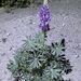 Arizona Lupine - Photo (c) Damon Tighe, some rights reserved (CC BY-NC), uploaded by Damon Tighe
