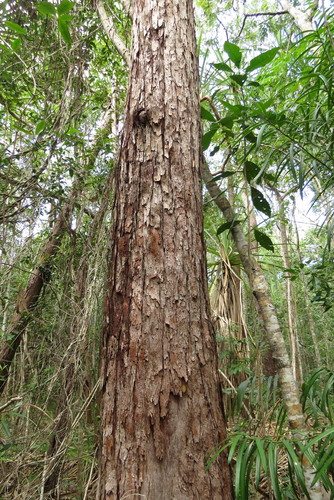 Image of Eucalyptus pellita by (c) coenobita, some rights reserved (CC BY)