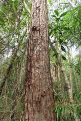 Eucalyptus pellita