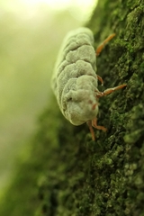 Coelostomidia zealandica