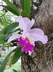 Cattleya