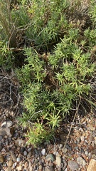 Portulaca pilosa