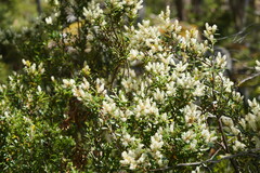 Orites lancifolius
