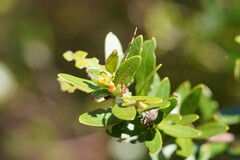 Orites lancifolius