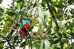 Pharomachrus auriceps