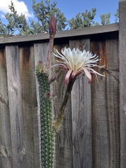 Nyctocereus