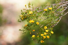 Pultenaea muelleri