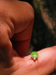 Sinopla perpunctatus