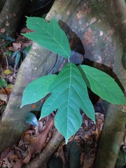 Artocarpus treculianus