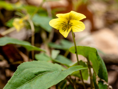 Viola pubescens