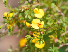 Pultenaea muelleri