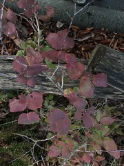 Berberis
