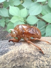 Graptopsaltria nigrofuscata