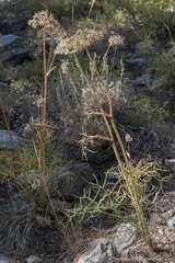 Angelica lineariloba